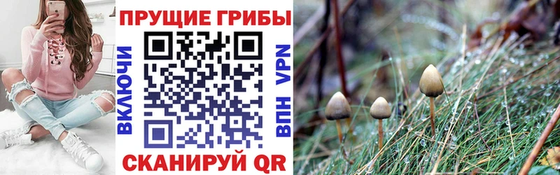 Галлюциногенные грибы Psilocybe  omg сайт  Судогда 